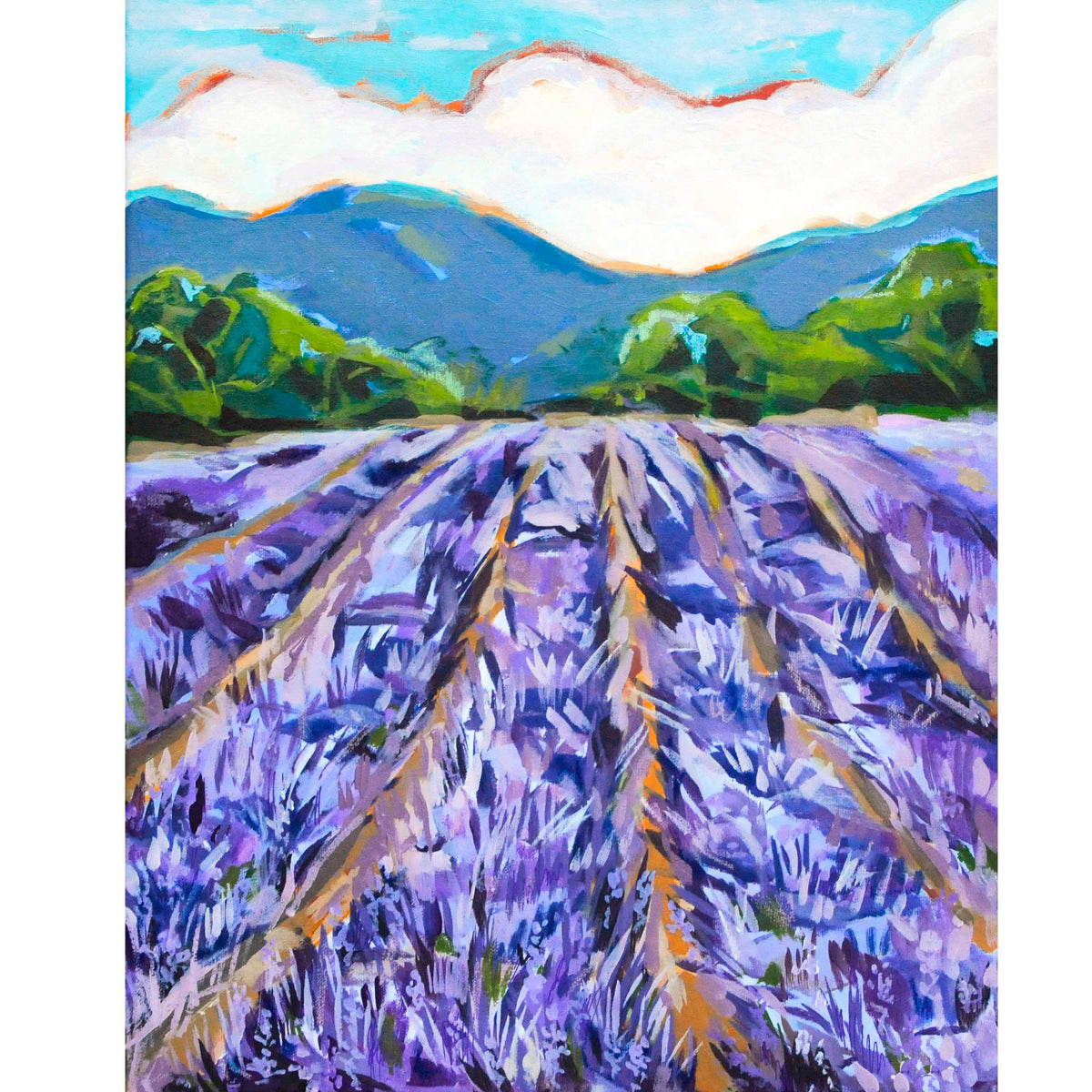 Lavender Fields 16