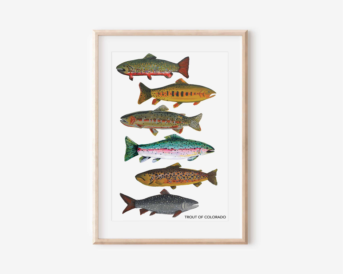 Trout of Colorado Art Poster