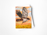 Red Tailed Hawk Greeting Card