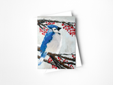 Winter Blue Jay Greeting Card